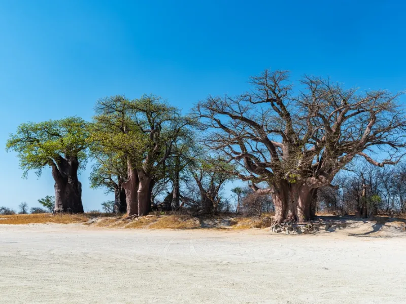 Lone baobabs on the edge of the blinding white Makgadikgadi pans.