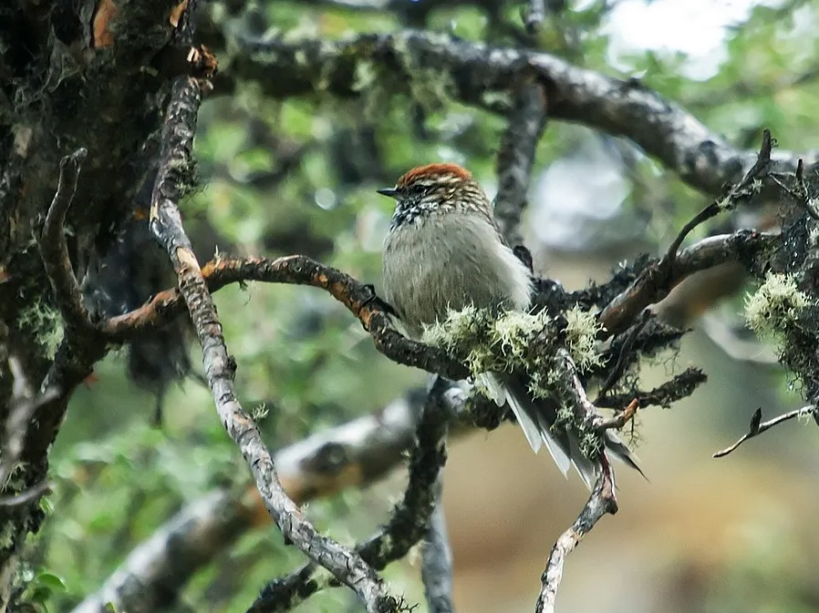 White-browed tit-spinetail