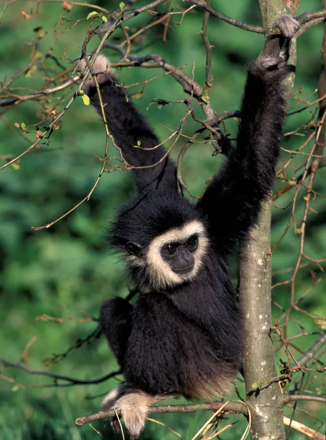 White-handed gibbon