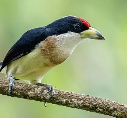 Magdalena tapaculo