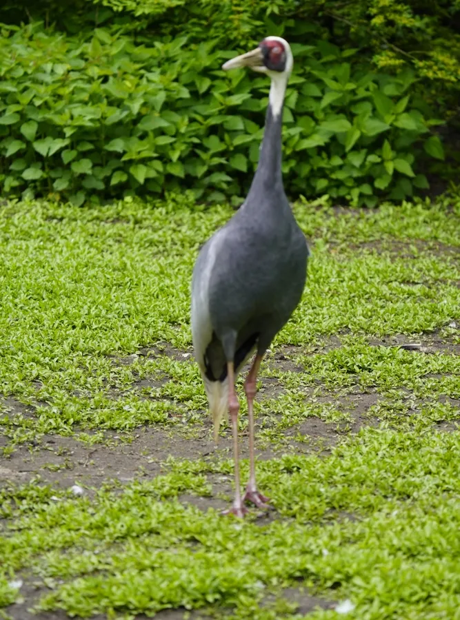 White-naped crane
