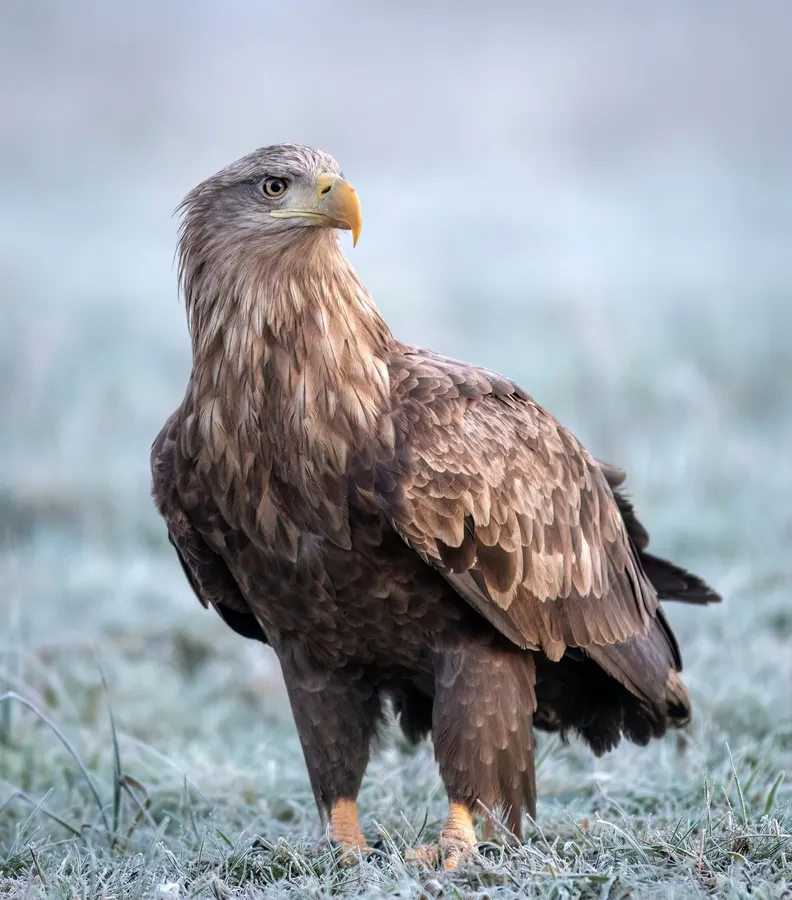 White-tailed eagle