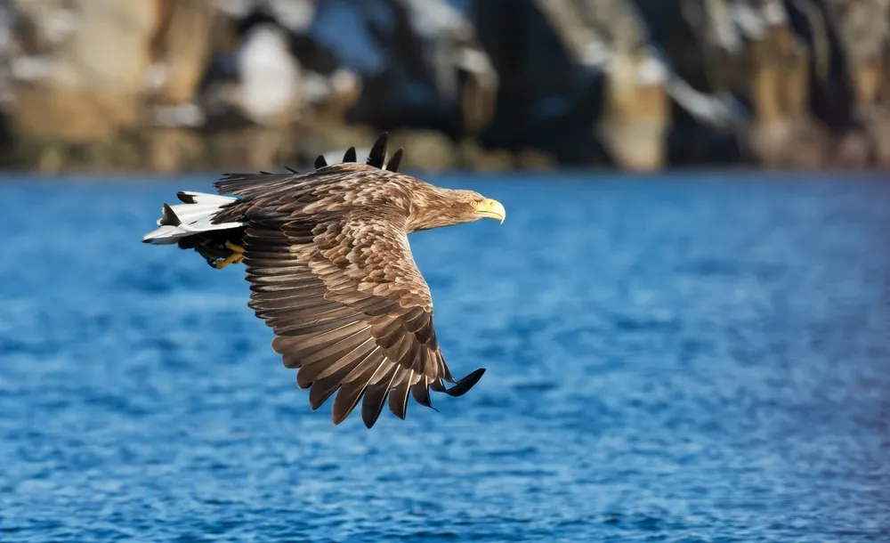 White-tailed eagle