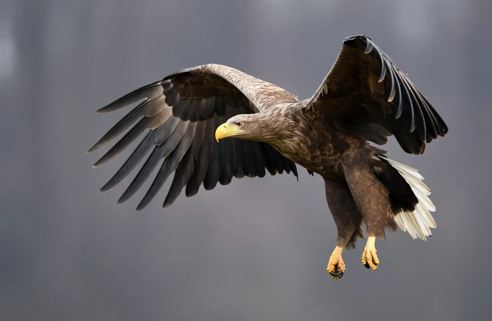 White-tailed eagle