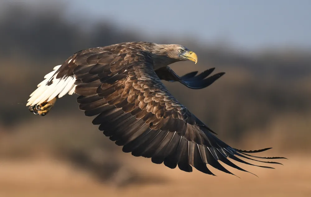 White-tailed eagle