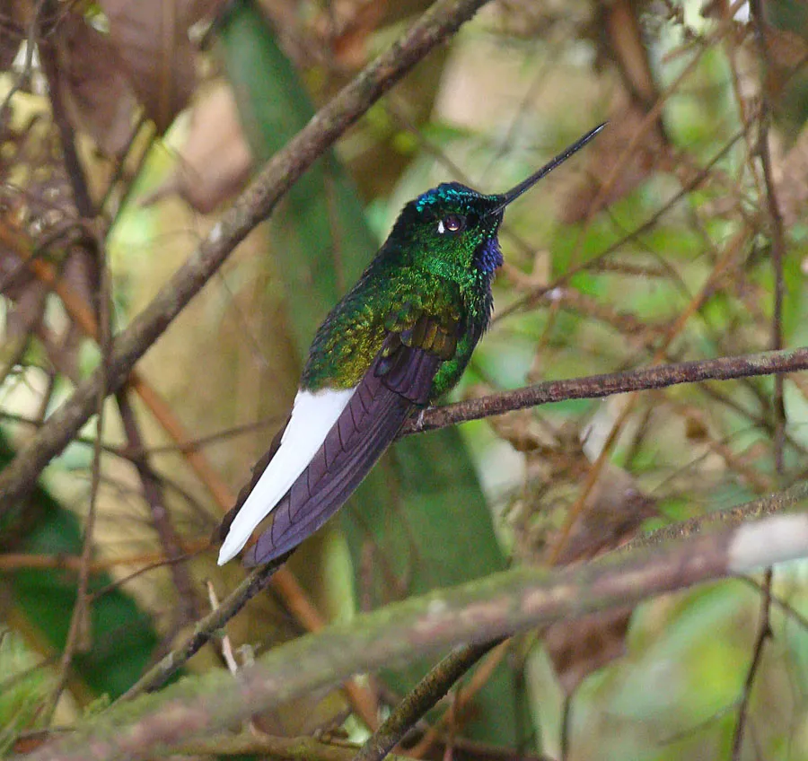 White-tailed starfrontlet