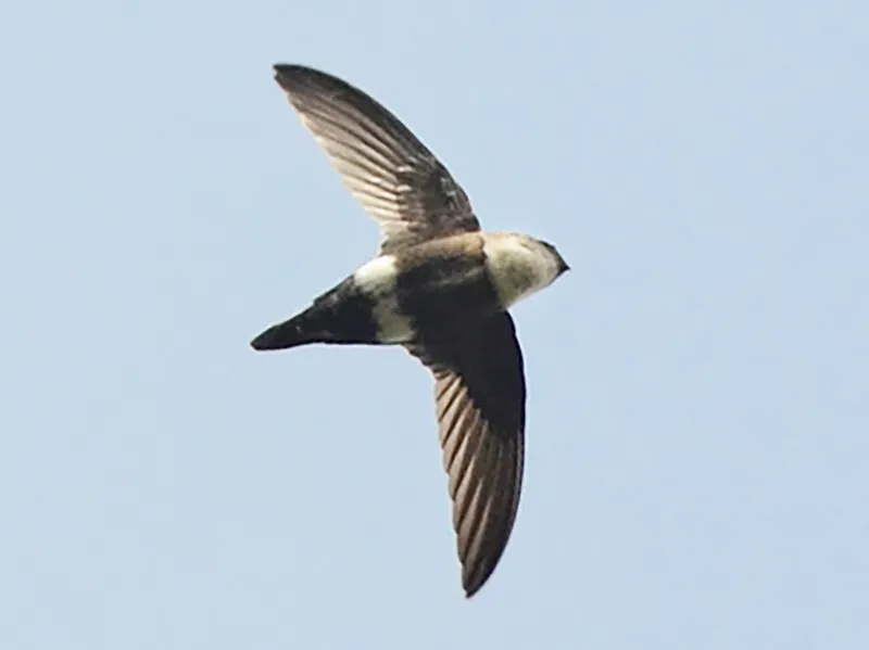 White-tipped swift