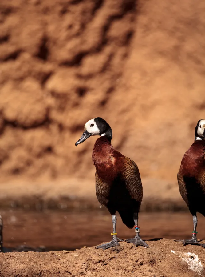 White-winged duck