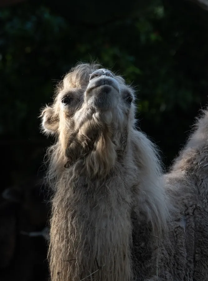 Wild Bactrian camel
