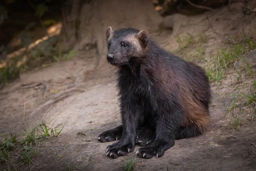 Wolverine