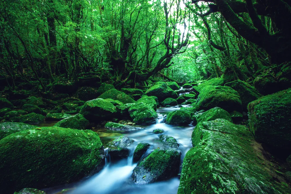 Yakushima — ancient cedar forest.