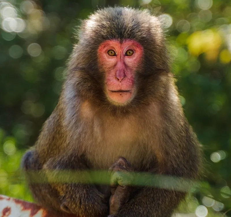 Endemic wildlife