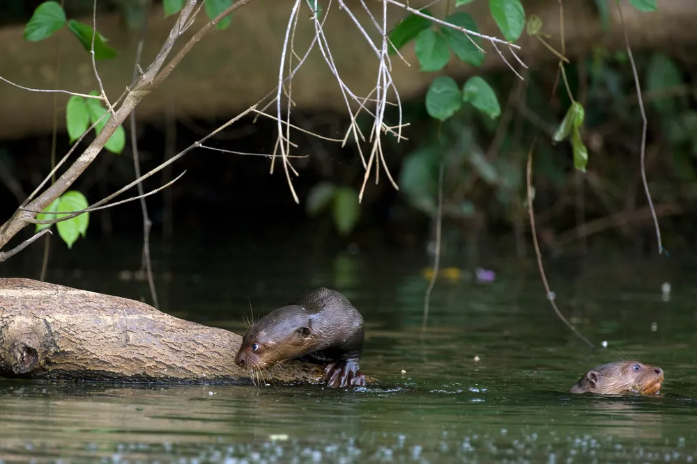 Giant otters