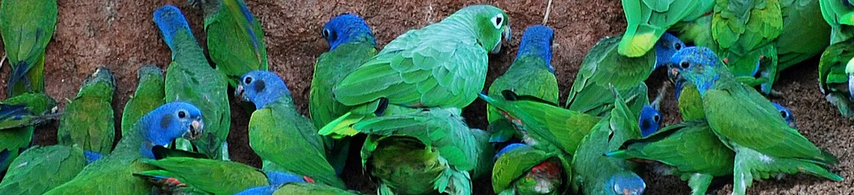 Parrot clay licks