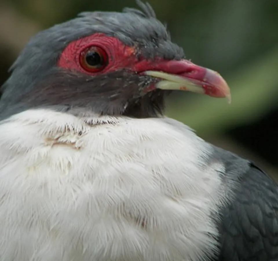 Red-faced malkoha