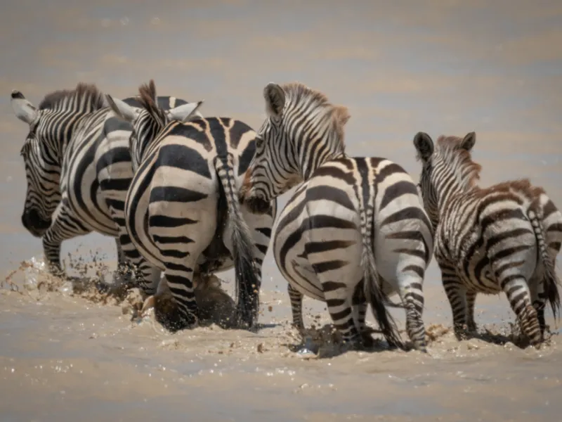 The zebra migration