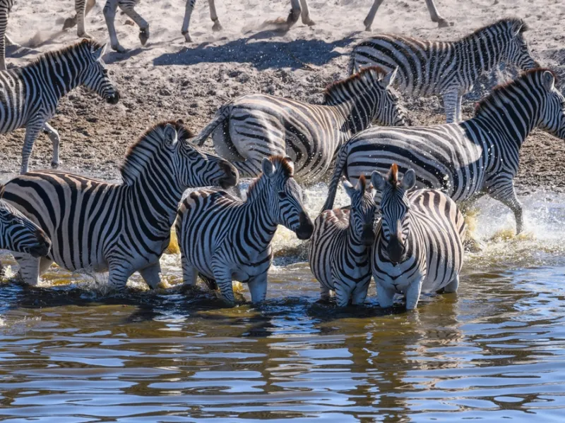Zebra