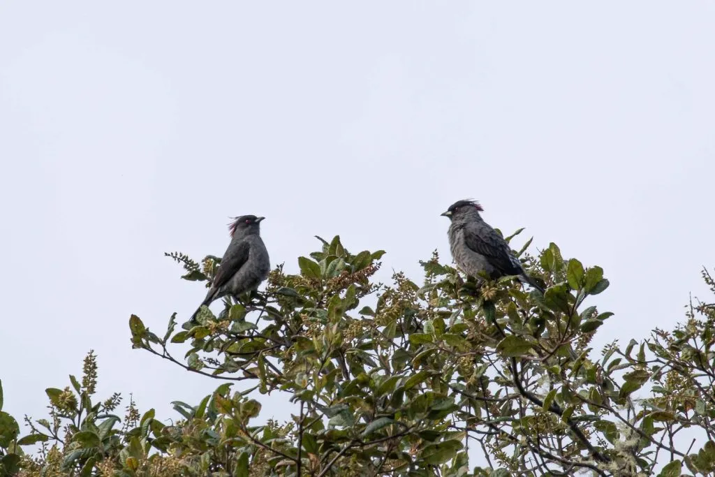 Polylepis woodland at Abra Malaga.
