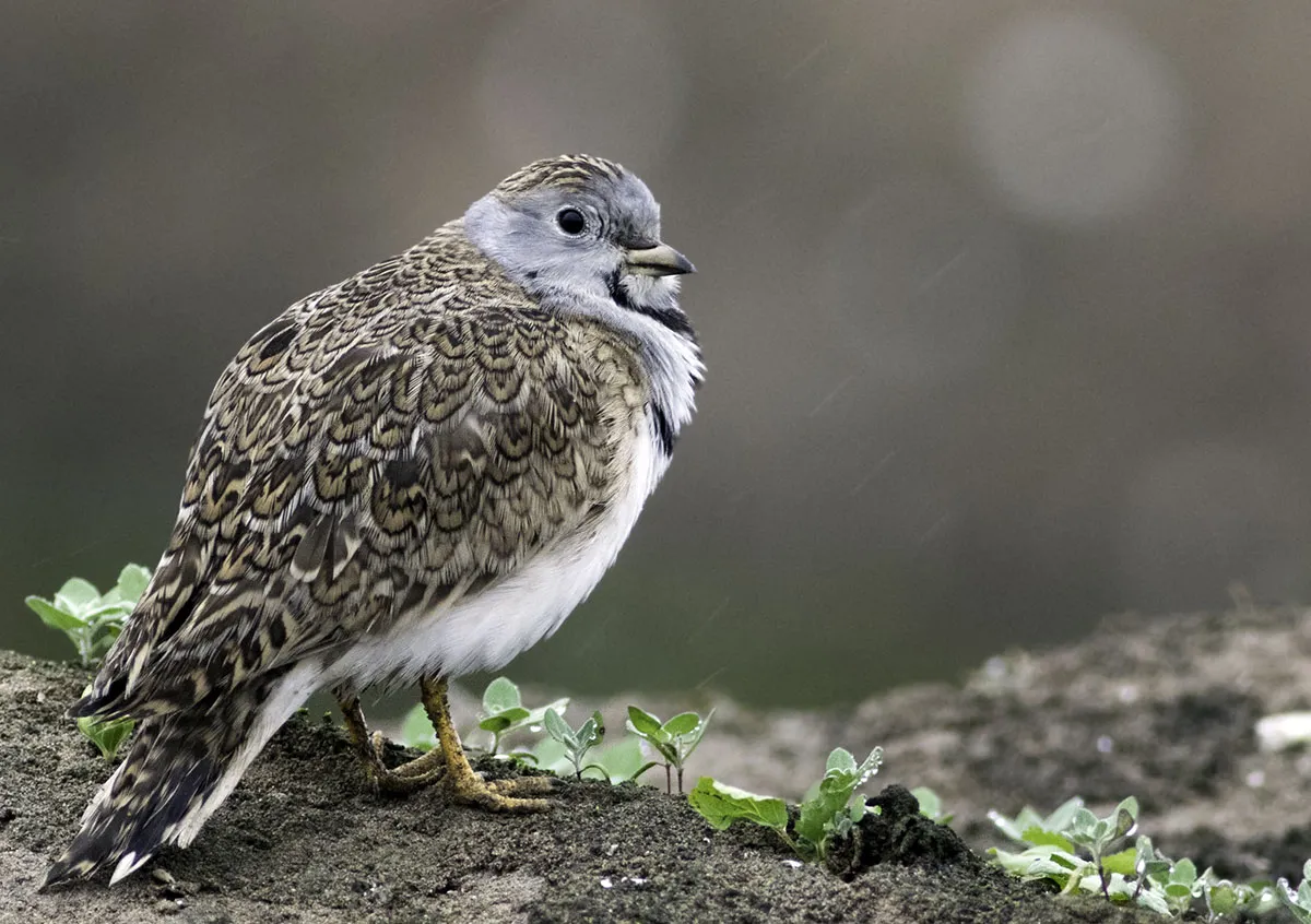 Polylepis birds