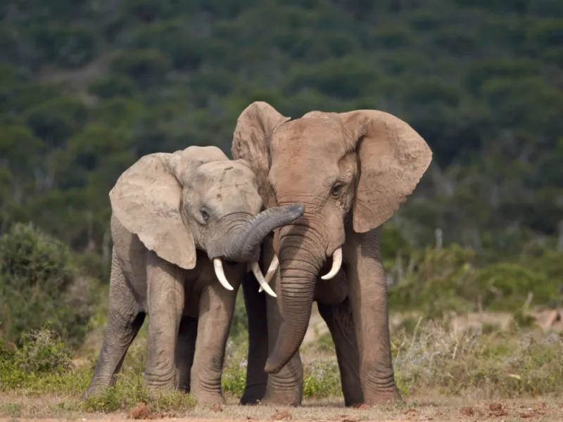 Elephant