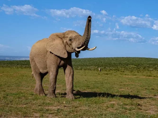 Addo Elephant Safari