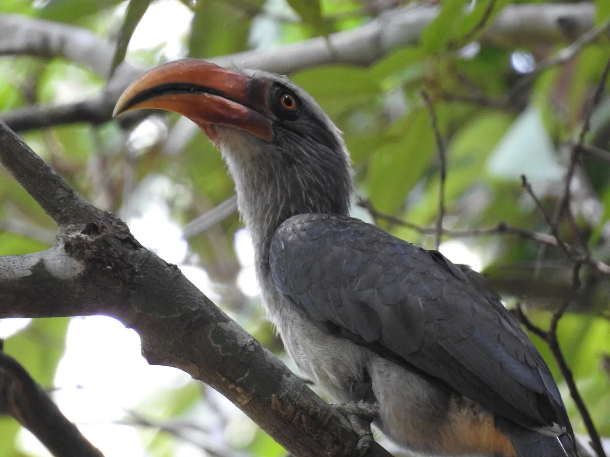 Ghats birding