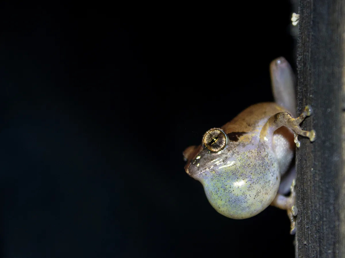 A monsoon herping night