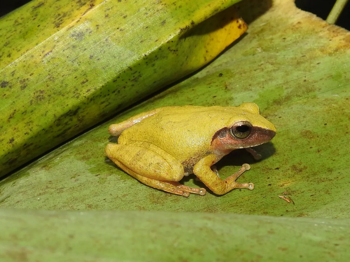 A tiny endemic bush frog on a wet leaf in monsoon forest.