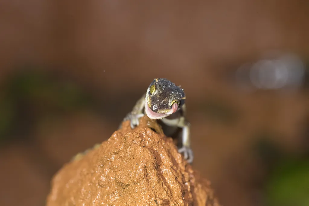 Amboli Herping