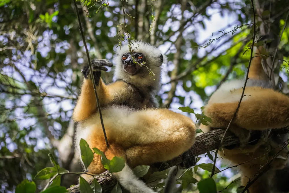 Diademed sifaka