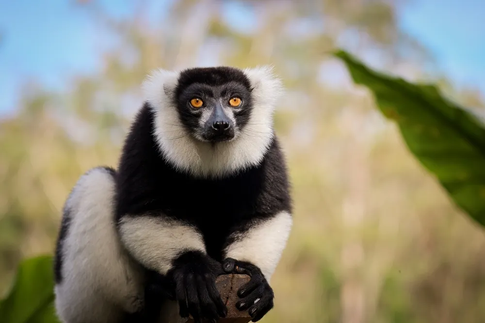Indri