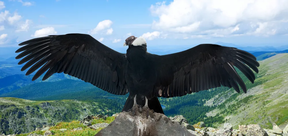 An Andean condor over Antisana.