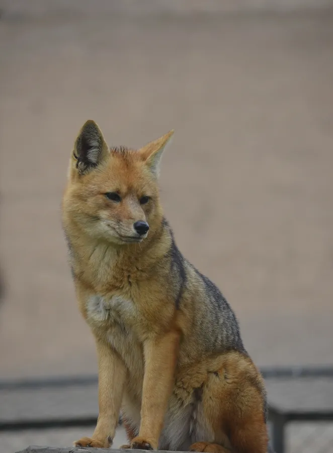 Andean fox