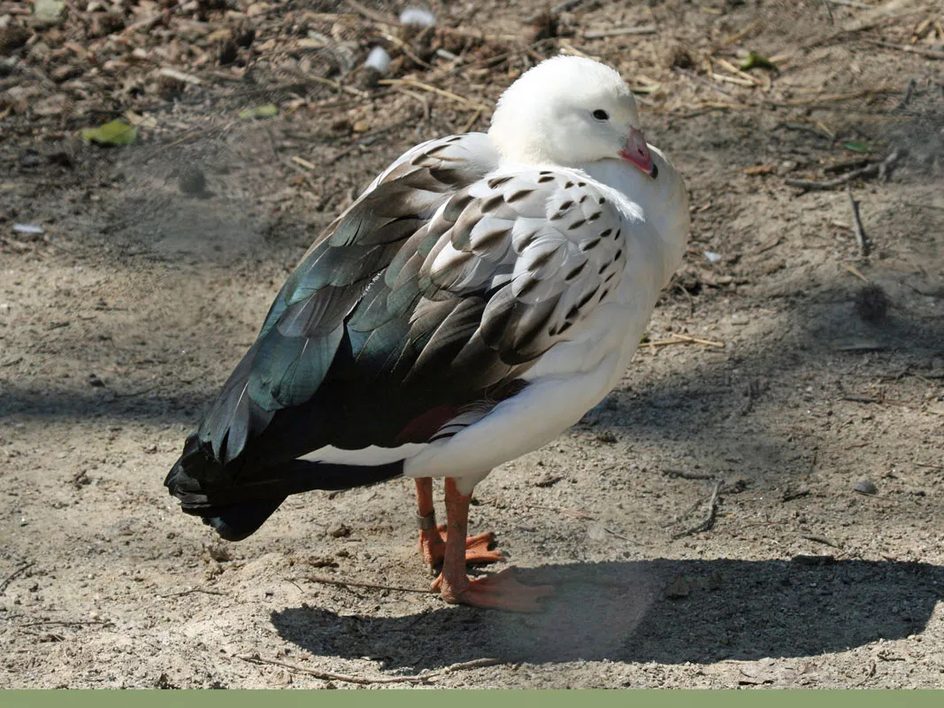 Andean goose