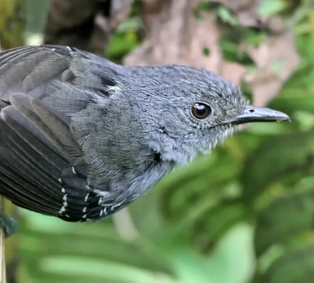 Antbirds