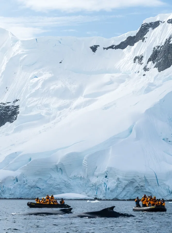 Whale & seal cruising
