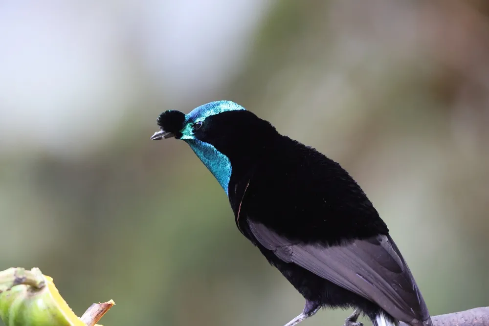 Arfak astrapia