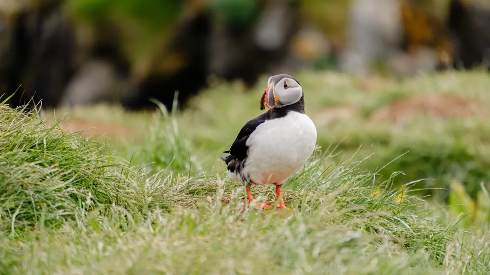 Atlantic puffin