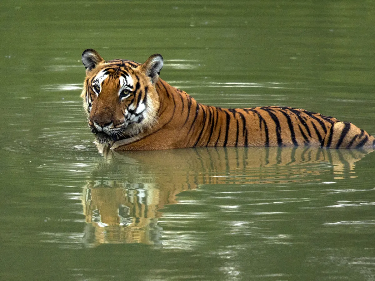 Tiger