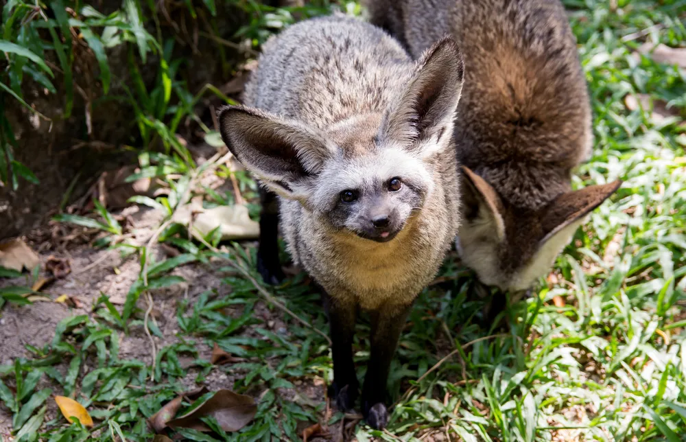 Bat-eared fox