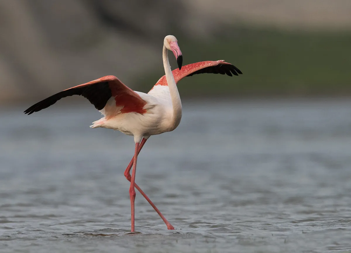 Jawai dam birds