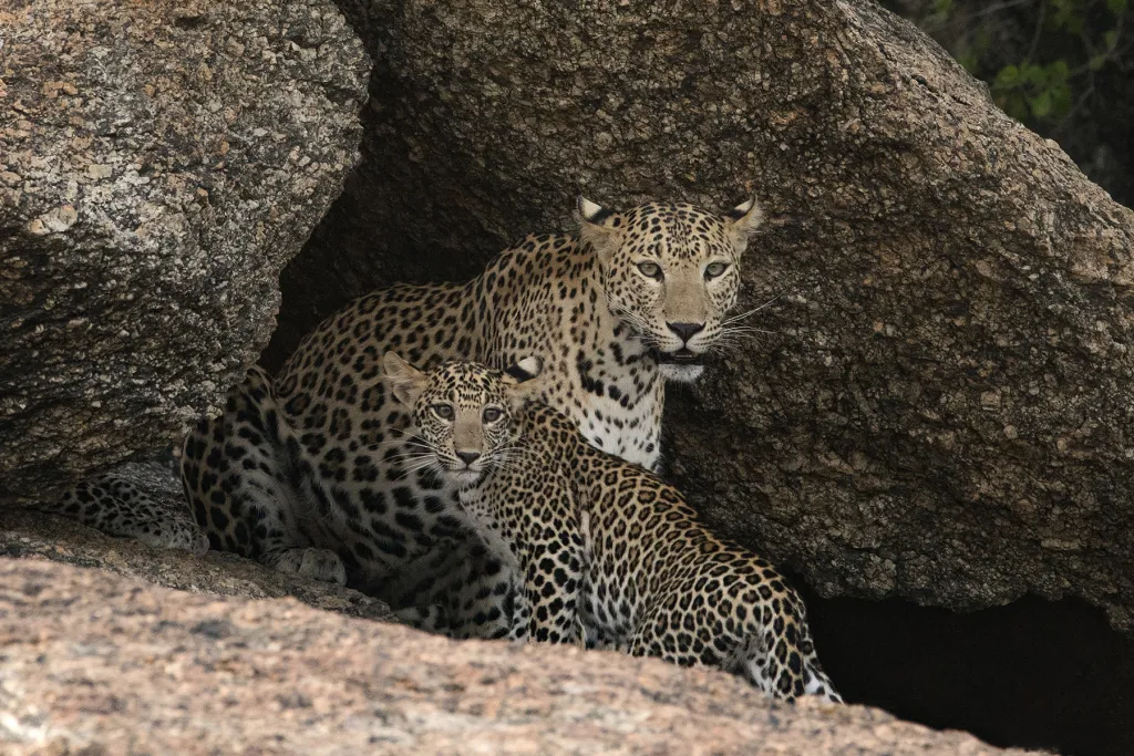 Ranthambhore Bera and Jawai