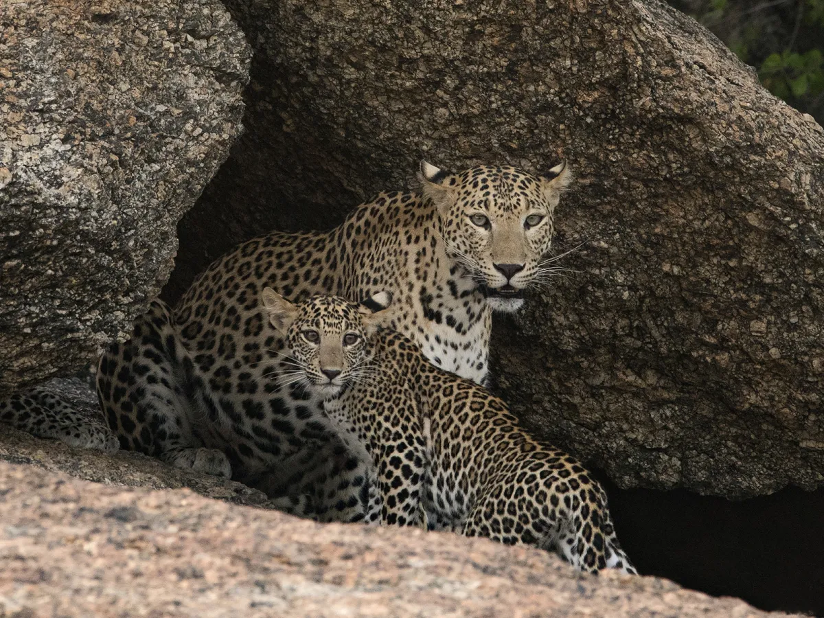 Leopards on the rocks
