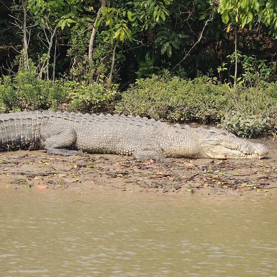 A large saltwater crocodile basking on a mangrove mudbank.