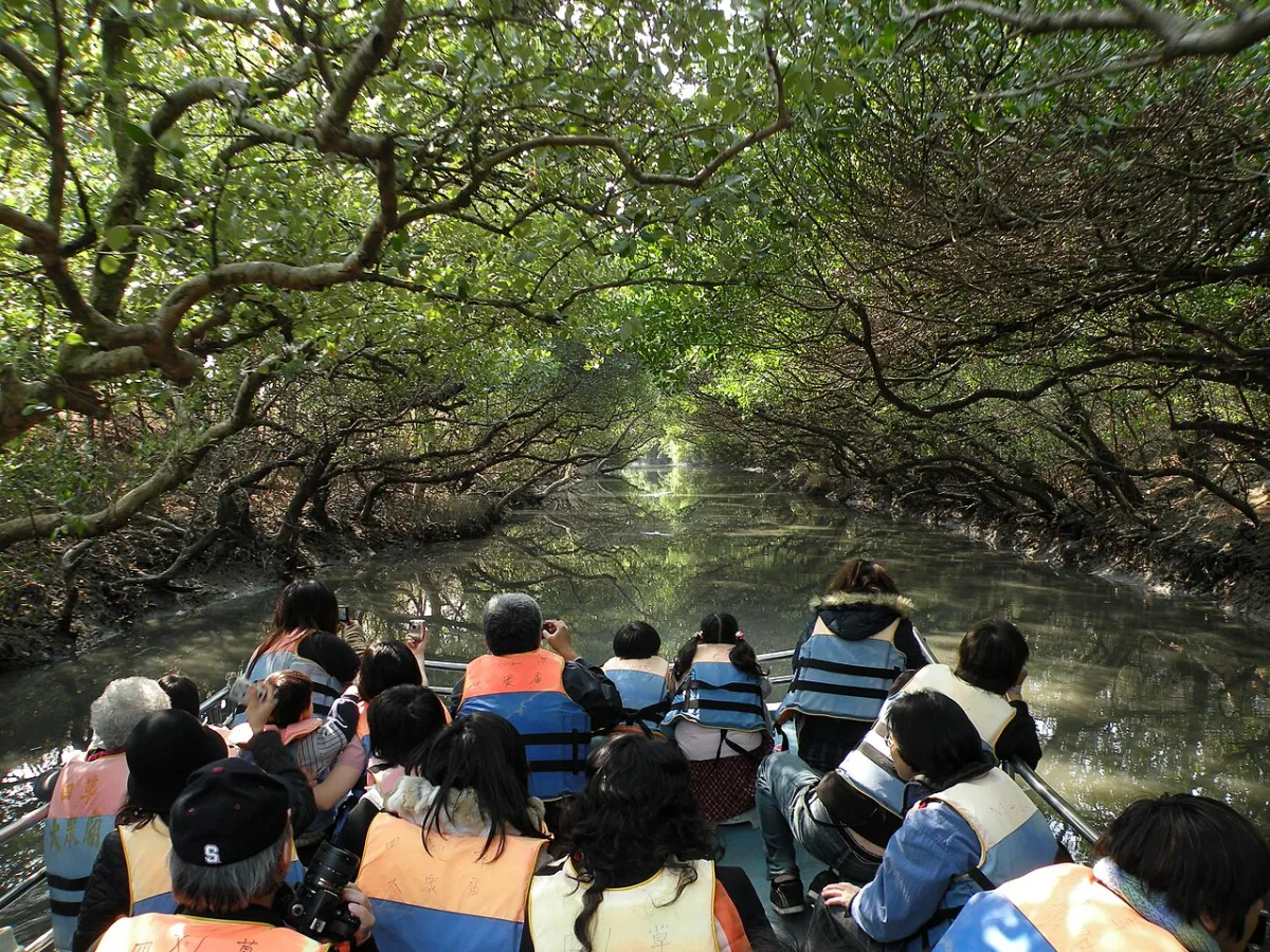 Mangrove creek winding through dense green, birds overhead.