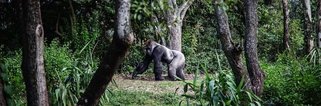 Primates of Uganda