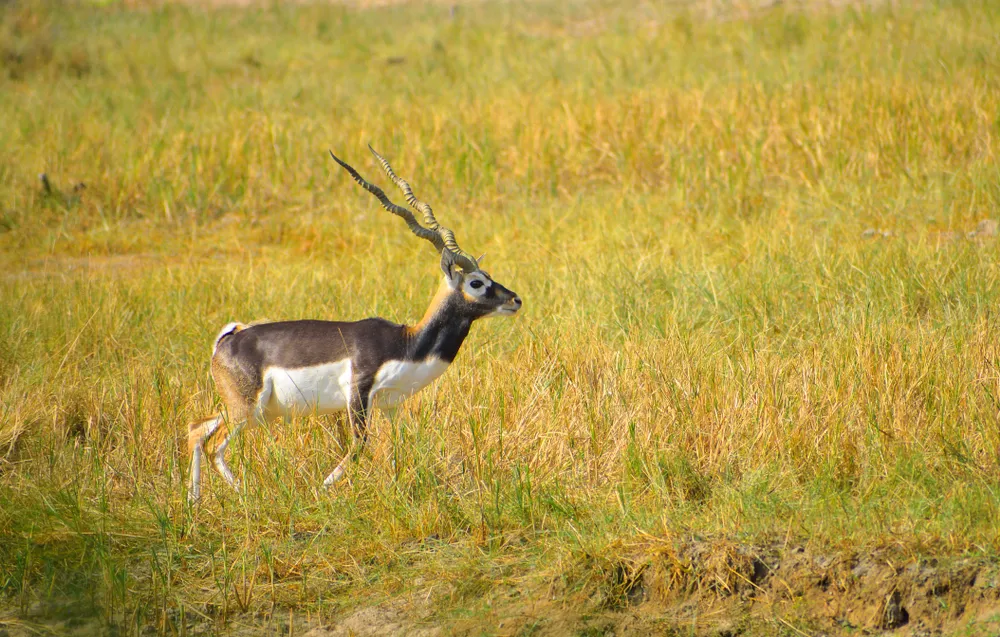 Complete Wild Gujarat