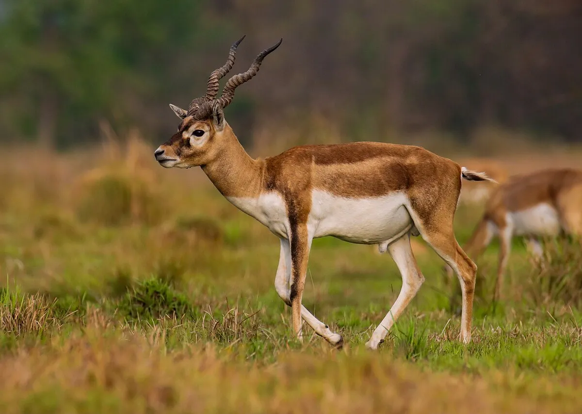 A blackbuck male leaping across open grassland at dawn.