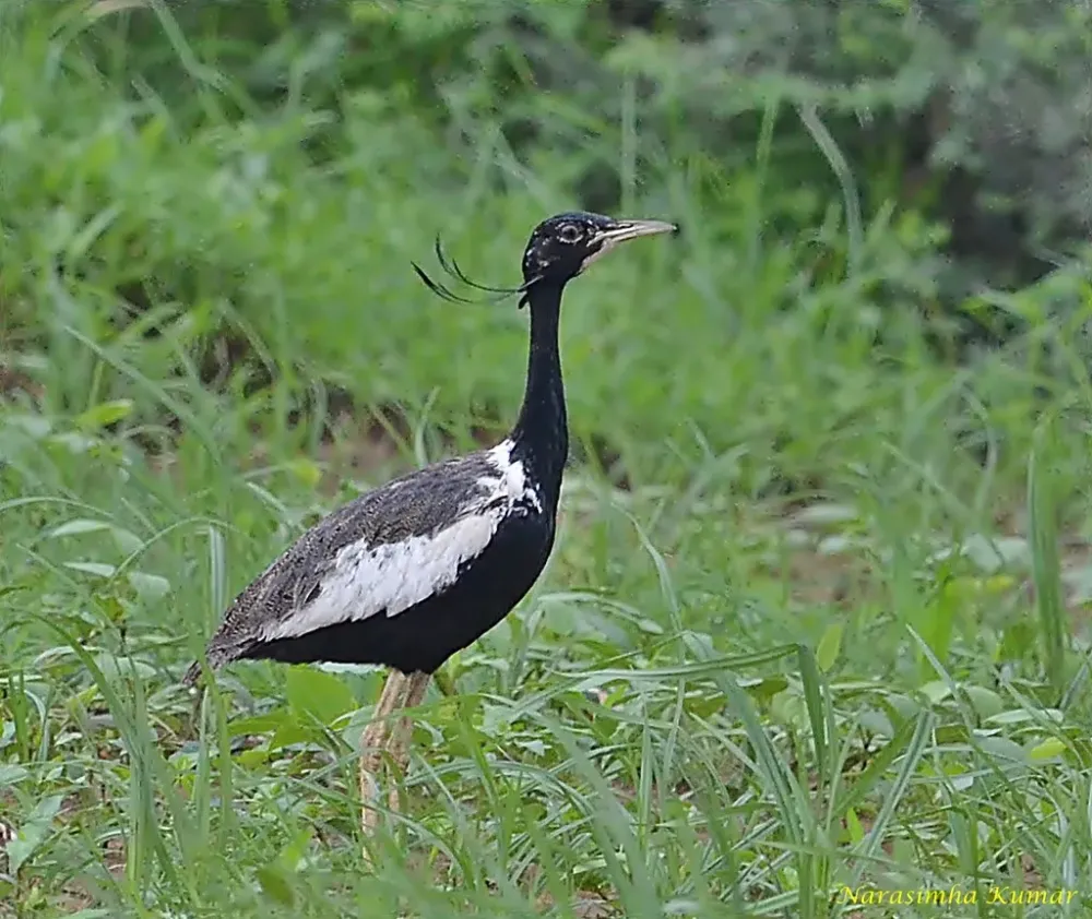 Monsoon florican
