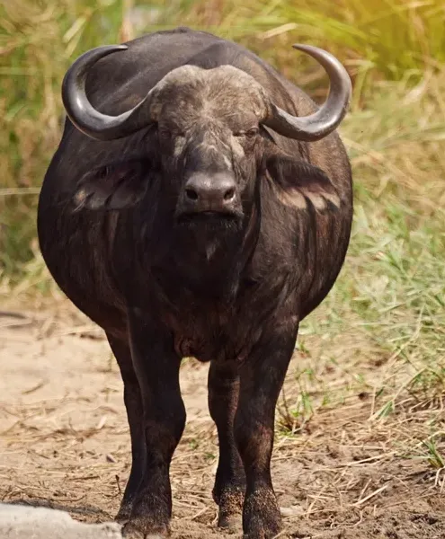 Buffalo